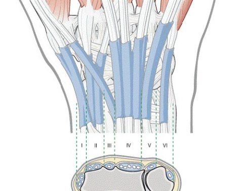 Wrist Anatomy and Tenosynovitis - Sports injury clinics in Ipswich ...